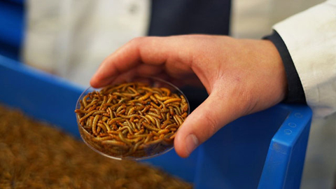 Eine Schale mit Mehlwürmern