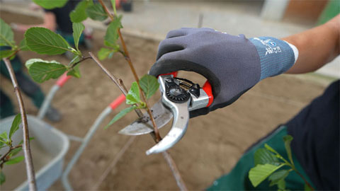 Eine Person arbeitet mit Gartenschere